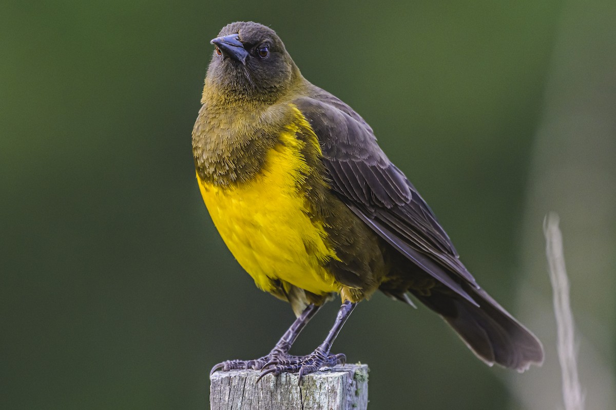 Brown-and-yellow Marshbird - ML619844948