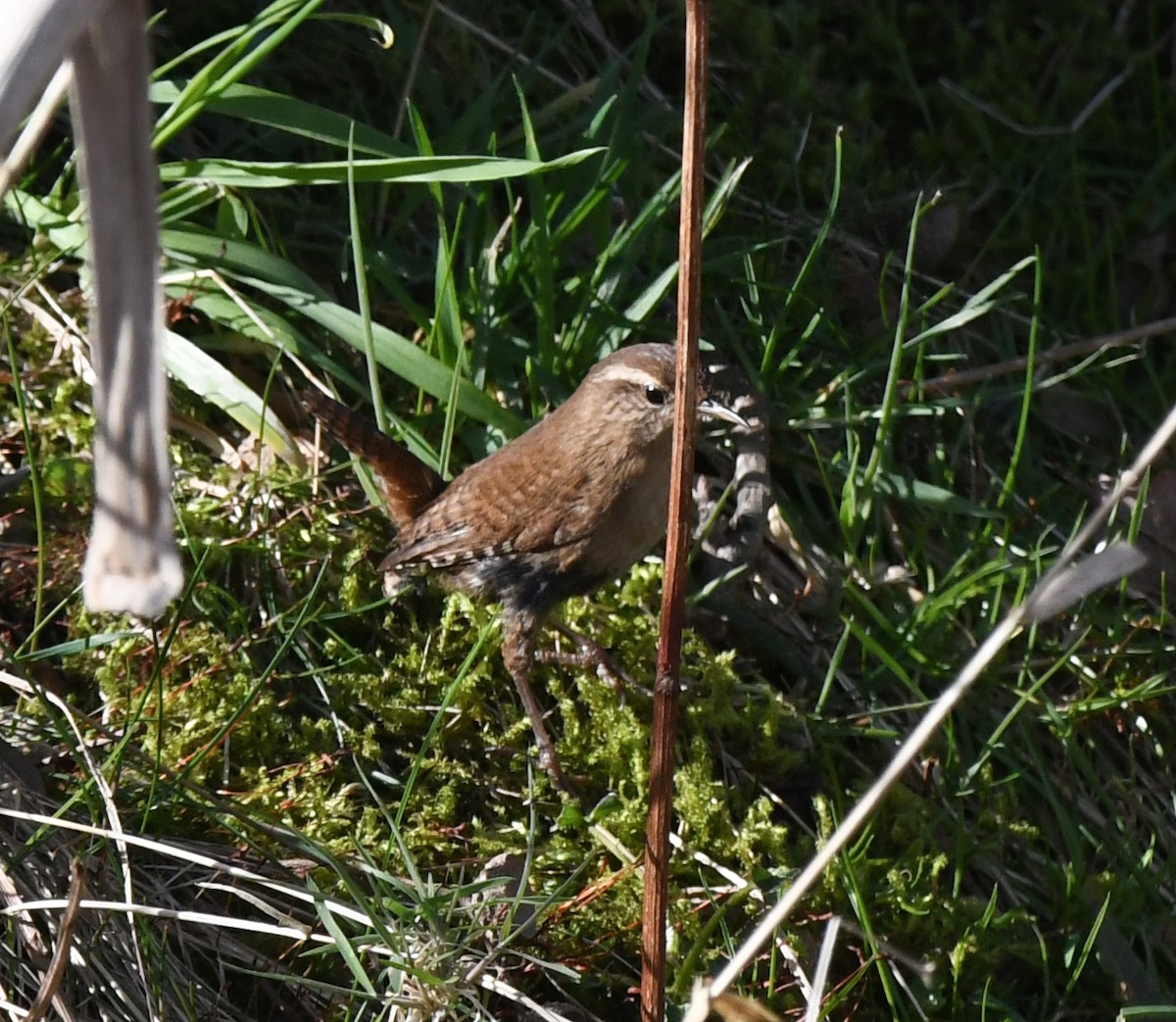 Eurasian Wren (British) - ML619844966