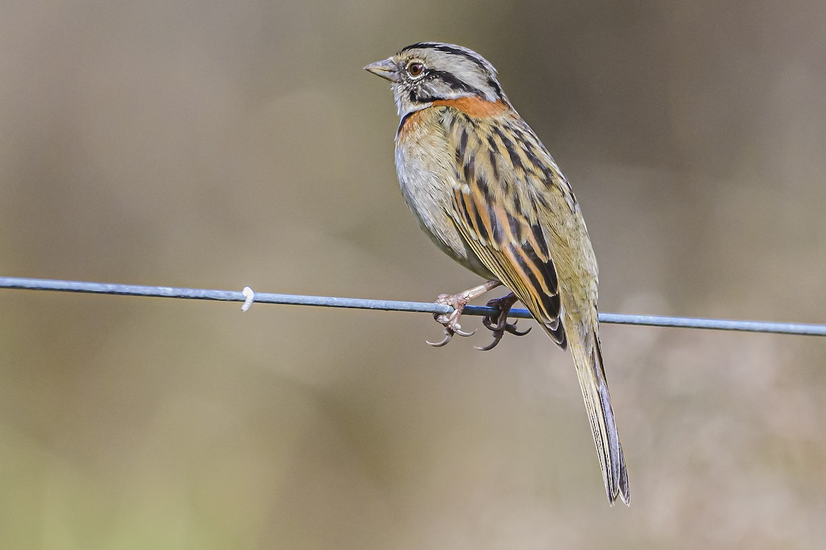 Rufous-collared Sparrow - ML619844971