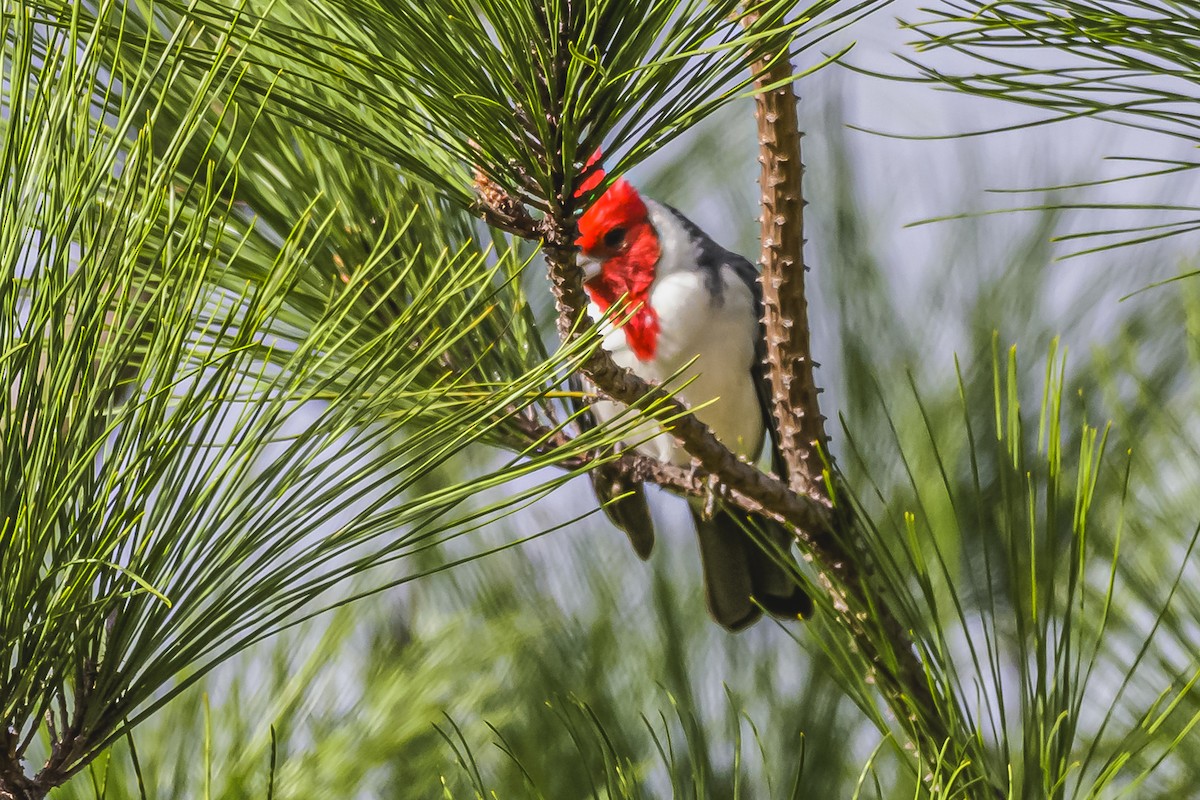 Red-crested Cardinal - ML619844972