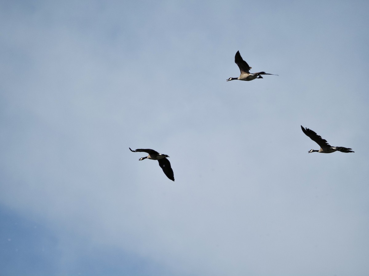 Bernache du Canada - ML619845000