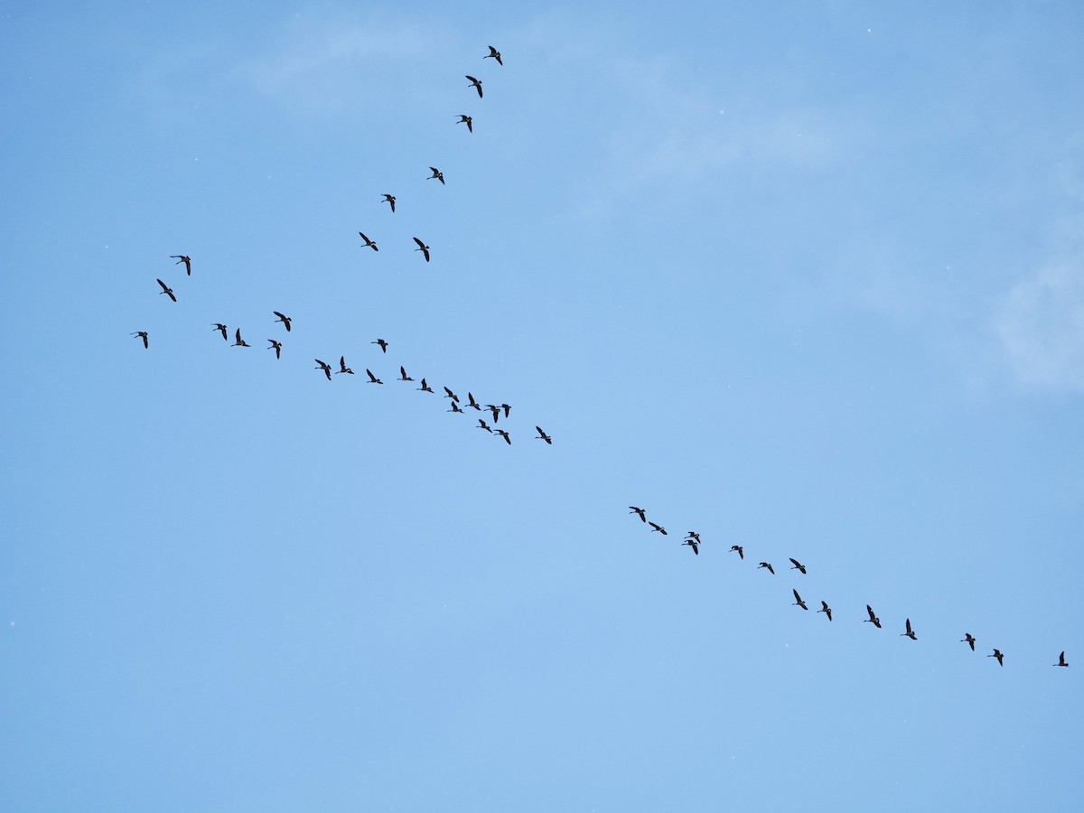 Bernache du Canada - ML619845003