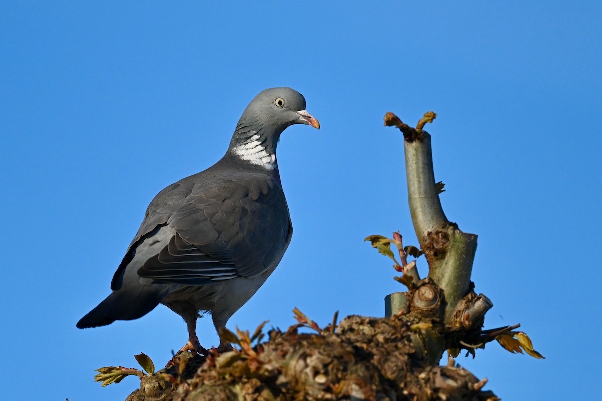 Common Wood-Pigeon - ML619845044