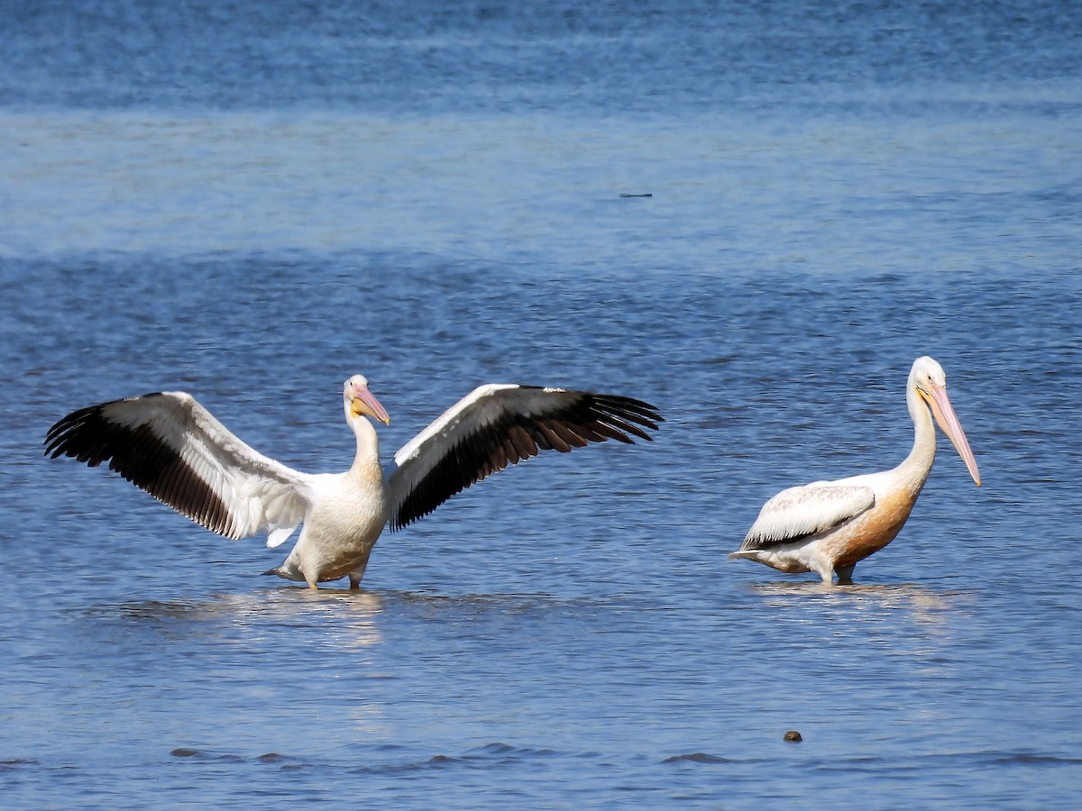 American White Pelican - ML619845109