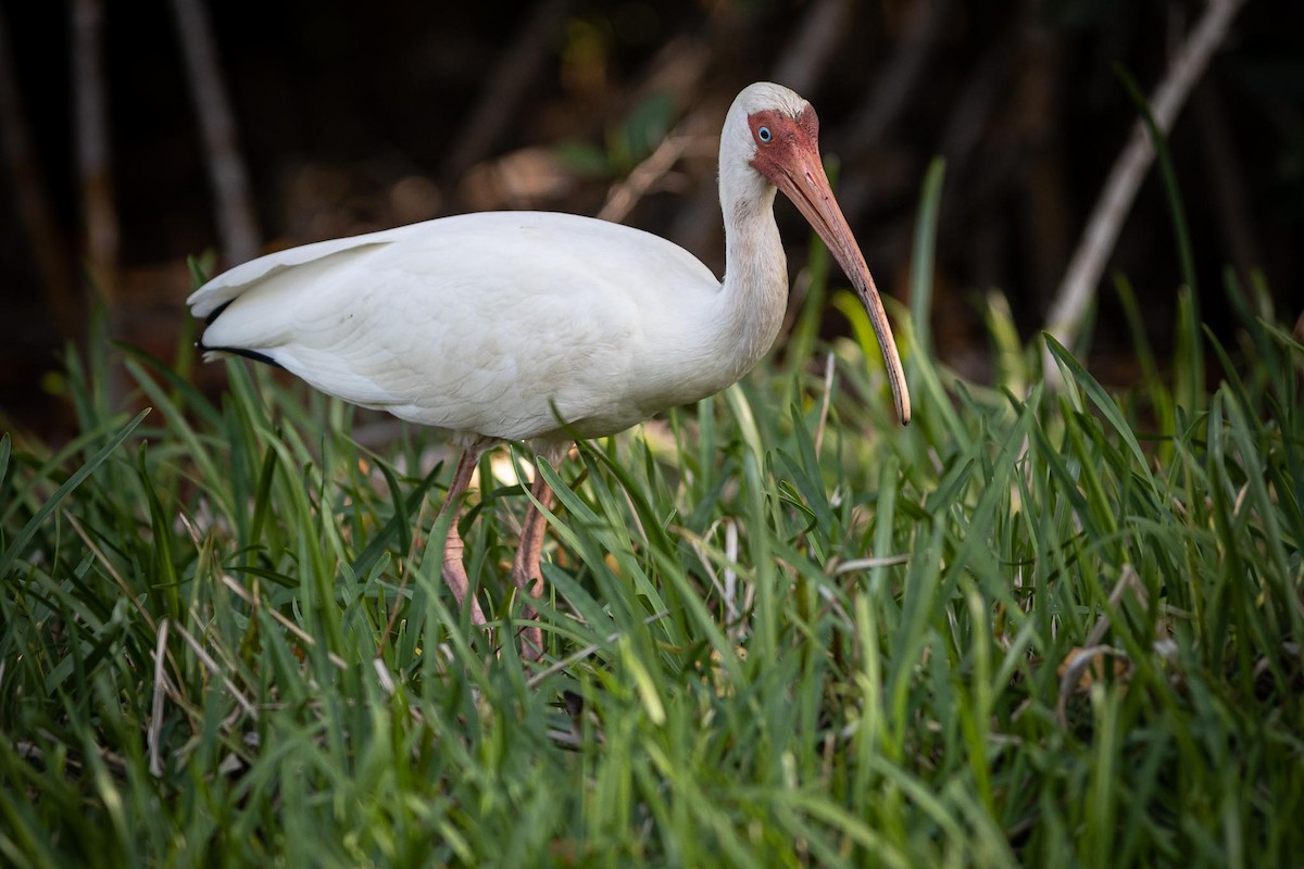 ibis bílý - ML619845113