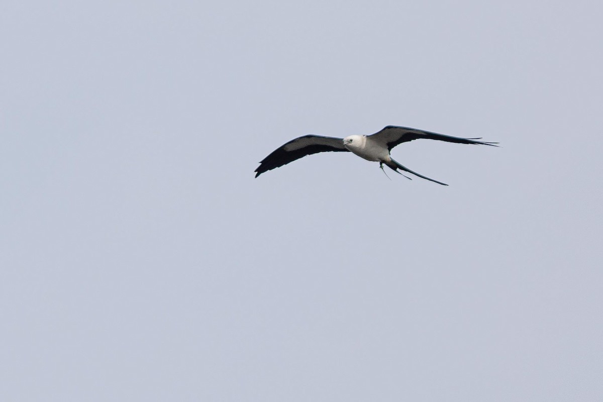 Swallow-tailed Kite - ML619845117