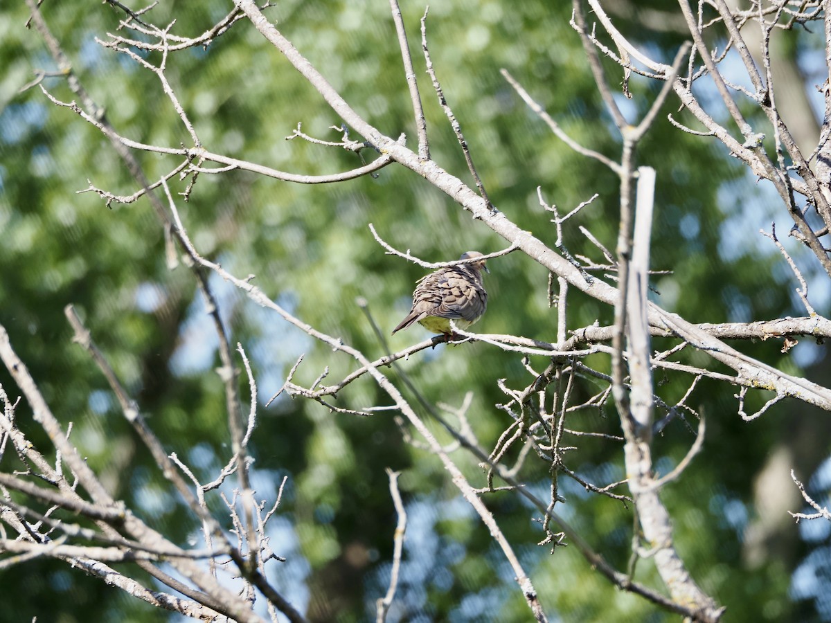 Mourning Dove - ML619845121