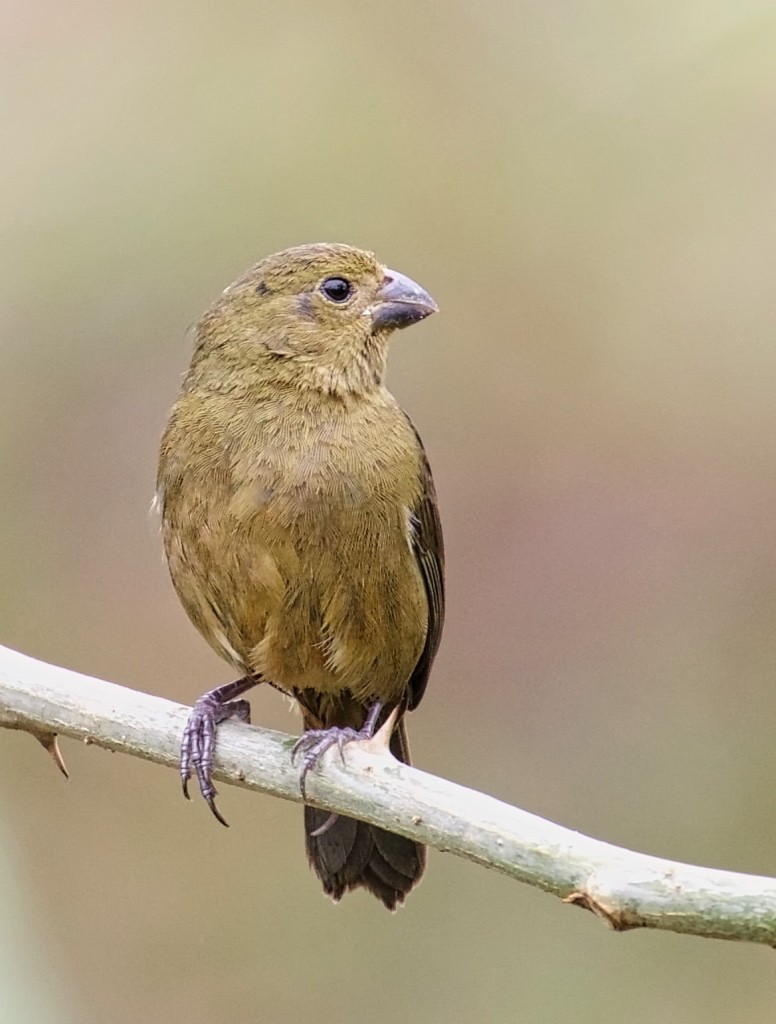 Variable Seedeater - ML619845131