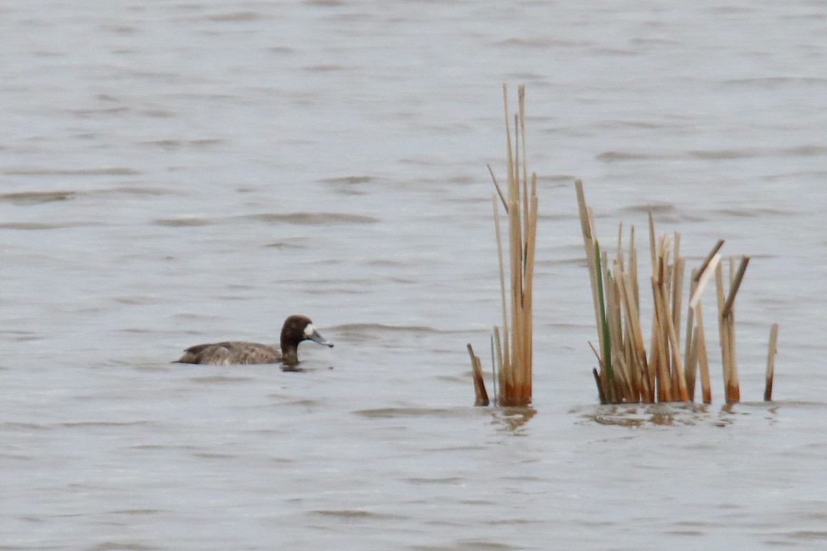 Greater Scaup - ML619845148
