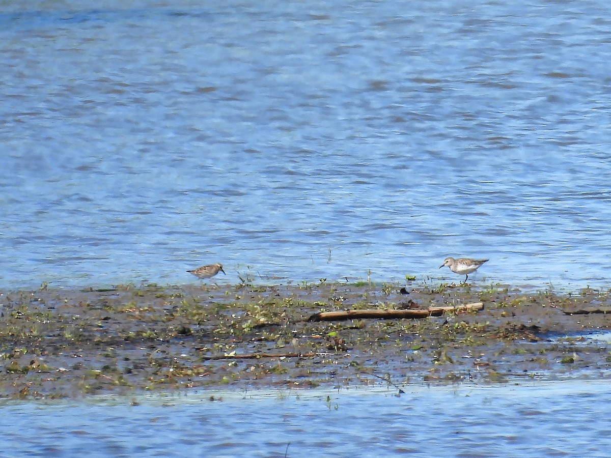 Semipalmated Sandpiper - ML619845202