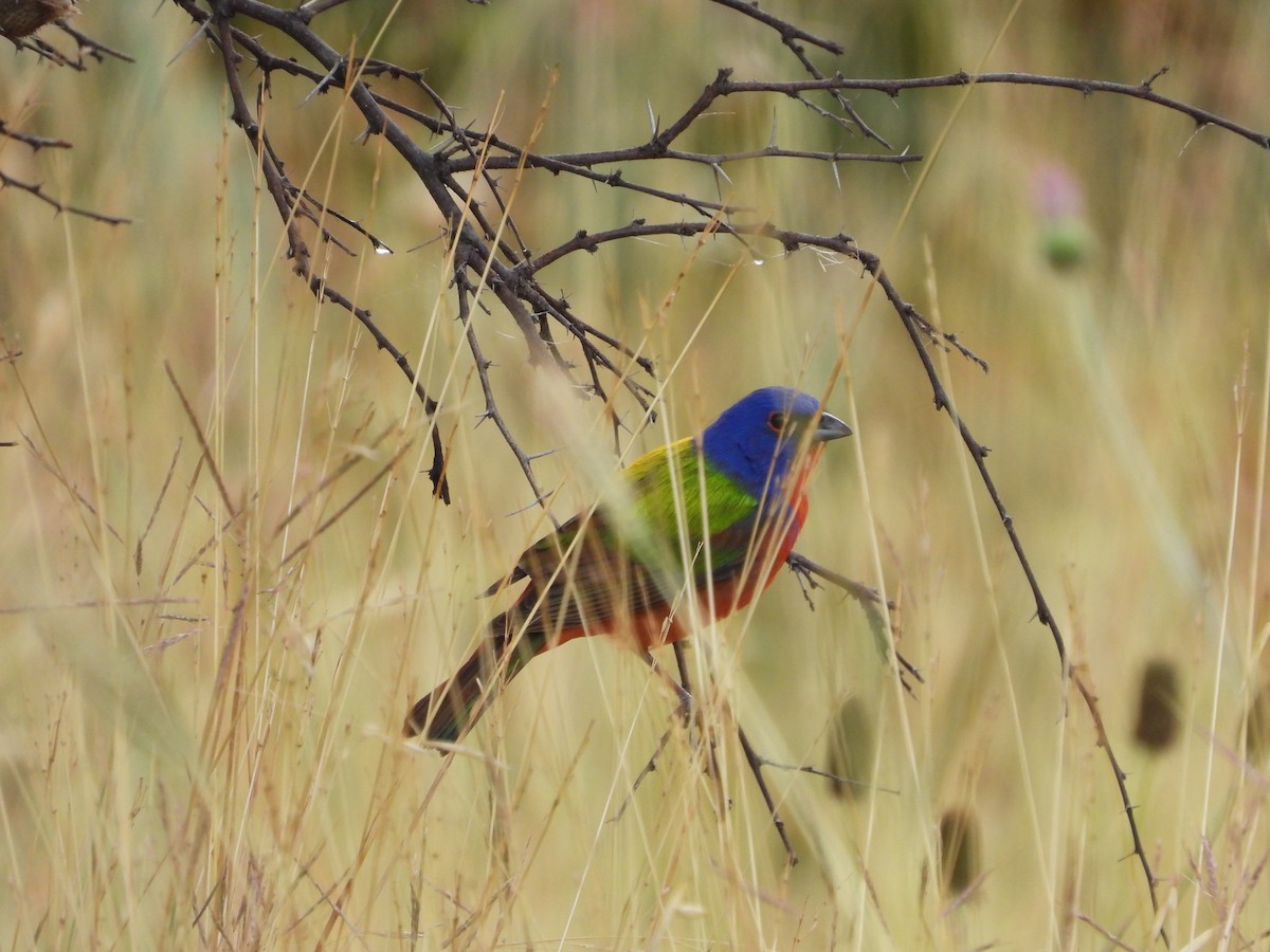 Painted Bunting - ML619845216