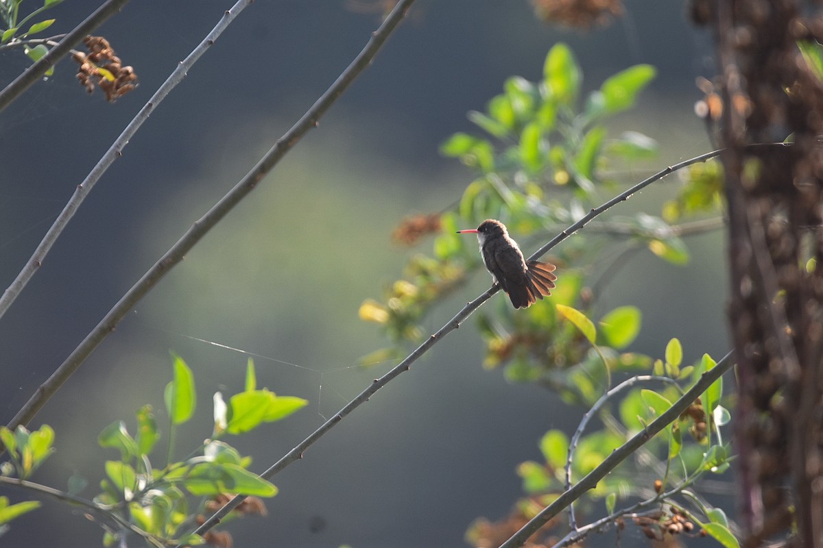Violet-crowned Hummingbird - ML619845224