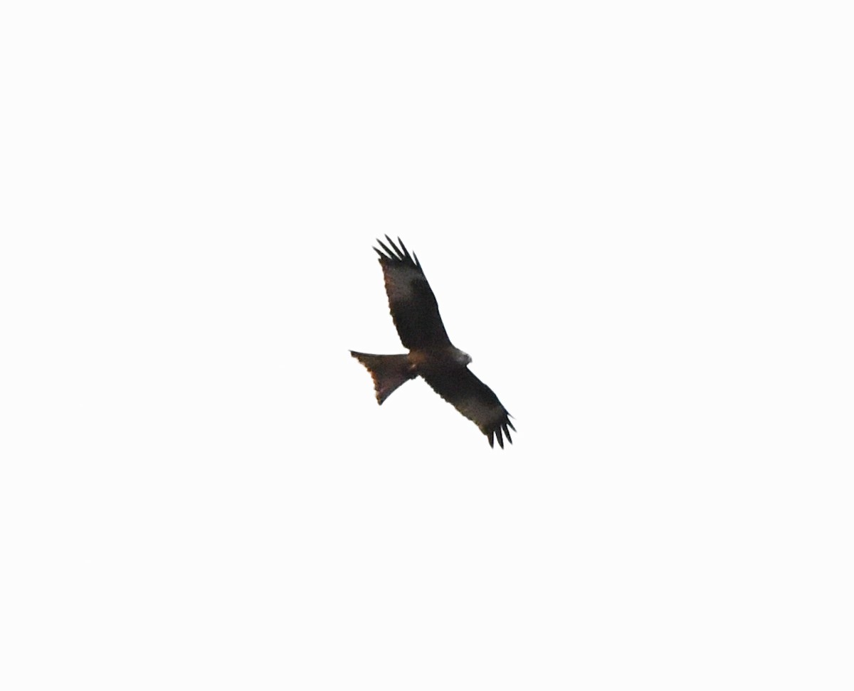 Red Kite (Red) - ML619845236