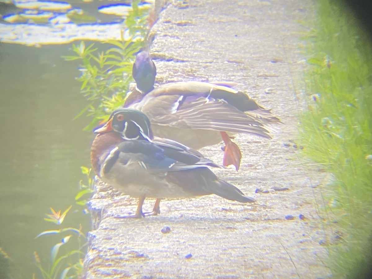 Wood Duck - ML619845253