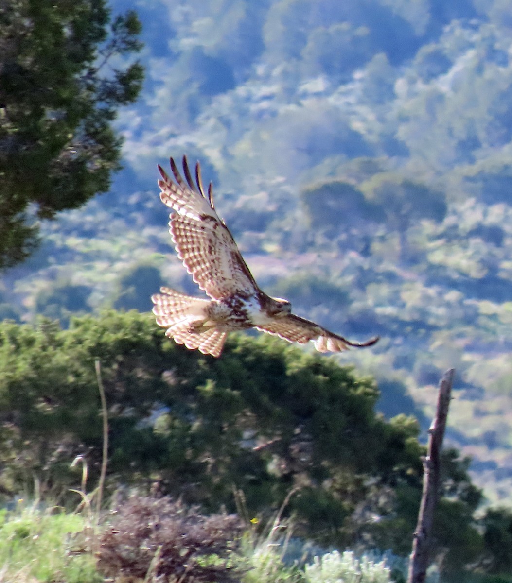 Red-tailed Hawk - ML619845256