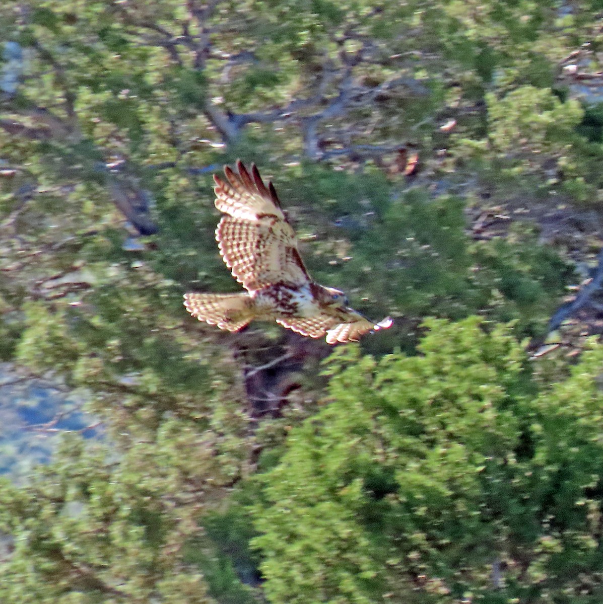 Red-tailed Hawk - ML619845258