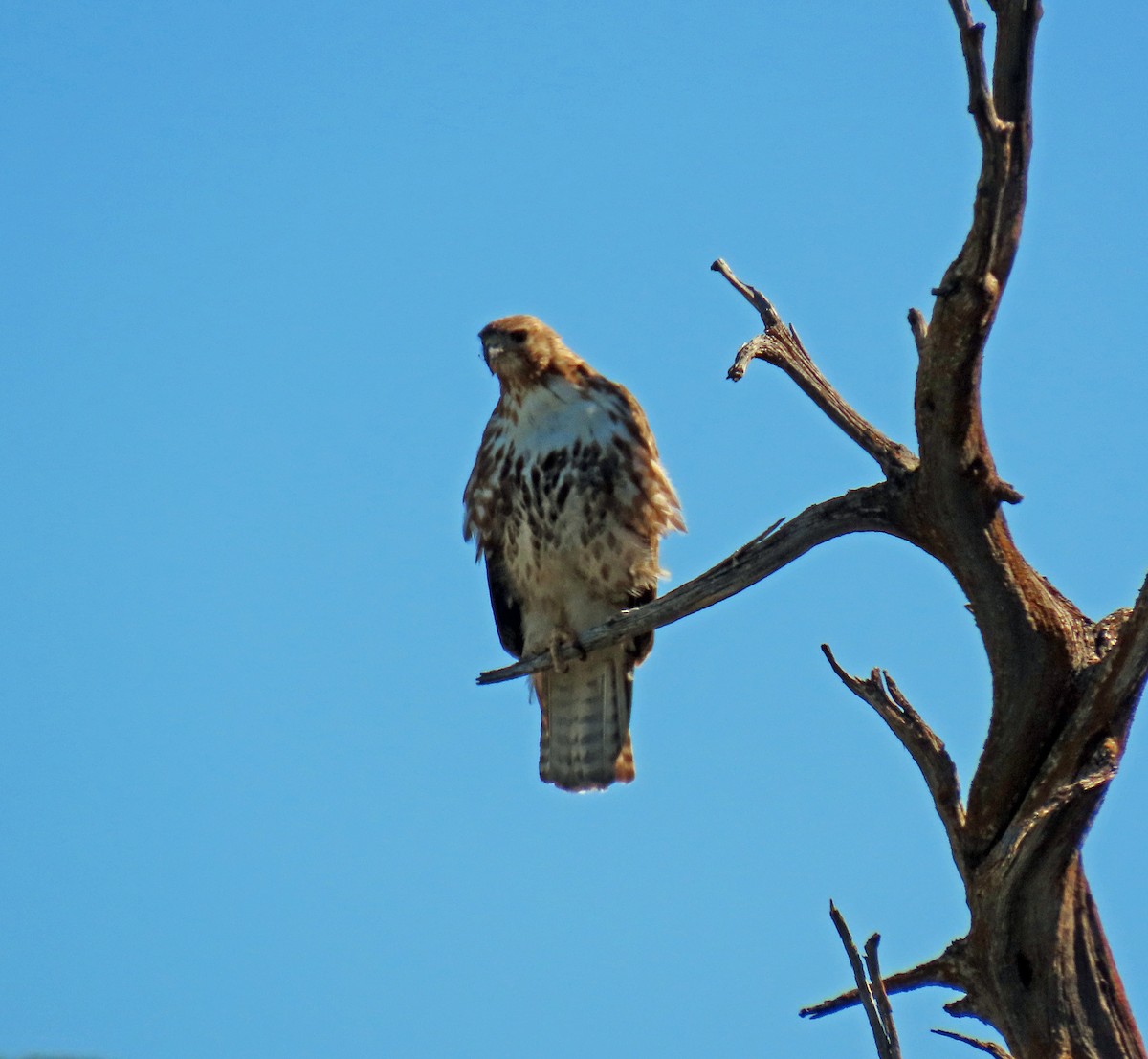 Red-tailed Hawk - ML619845260