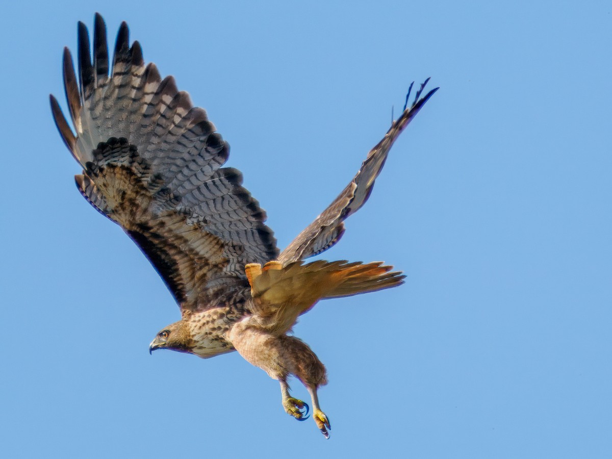 Red-tailed Hawk - ML619845280