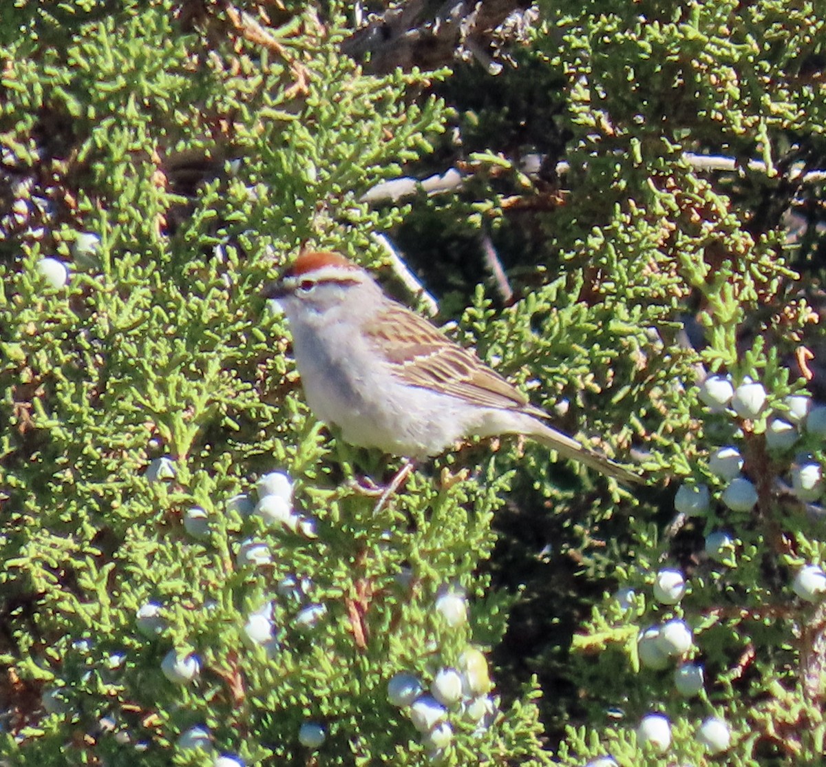 Chipping Sparrow - ML619845286