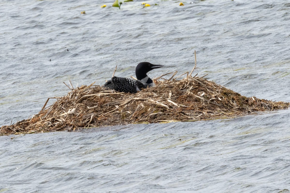 Common Loon - ML619845289