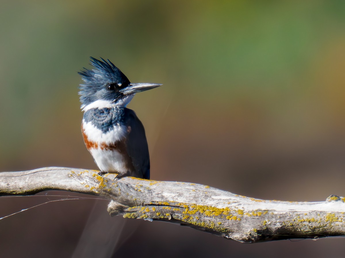 Belted Kingfisher - ML619845300