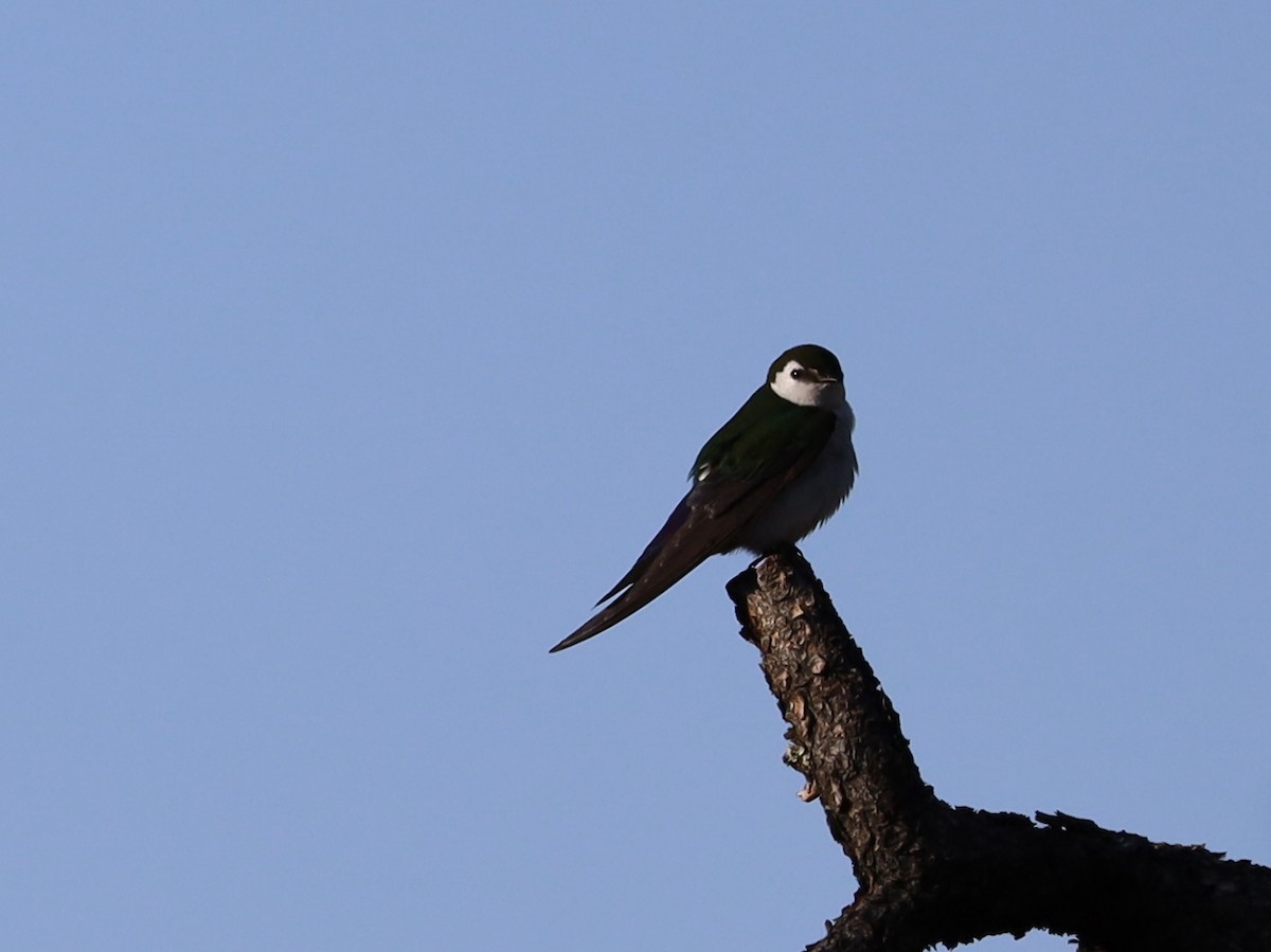 Violet-green Swallow - ML619845309