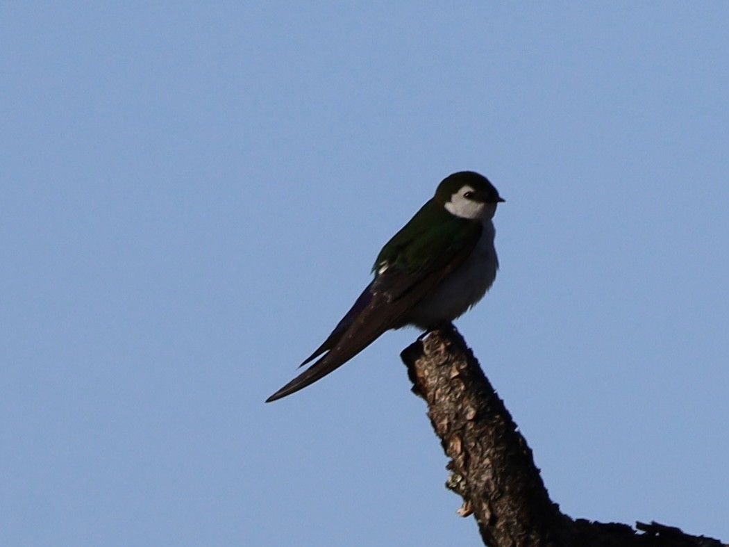 Violet-green Swallow - ML619845310