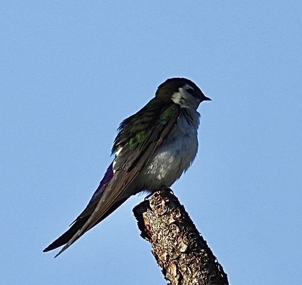 Violet-green Swallow - ML619845311