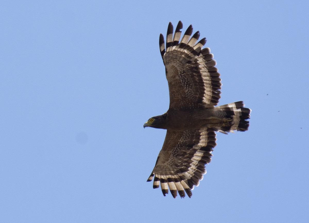 Crested Serpent-Eagle - ML619845323