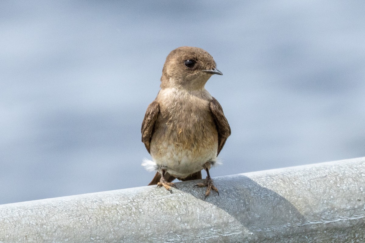 Northern Rough-winged Swallow - ML619845324