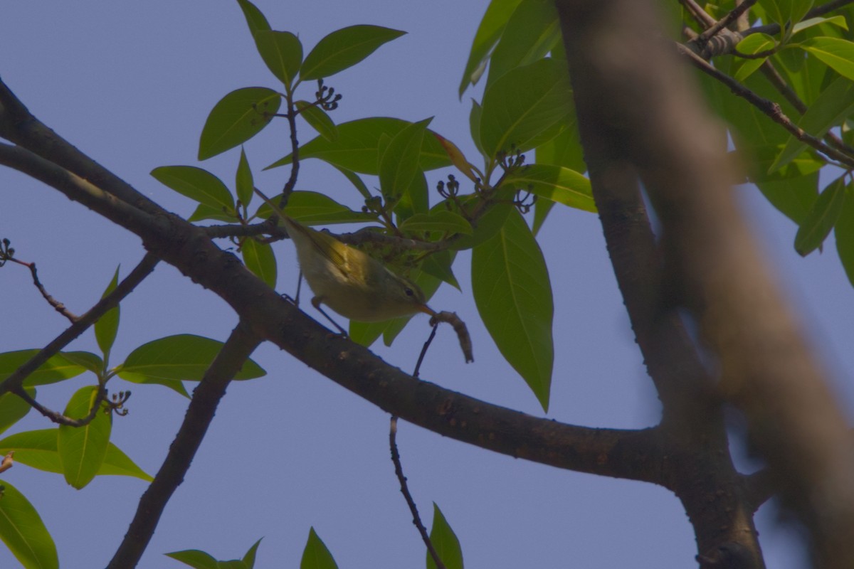 Buff-barred Warbler - ML619845337