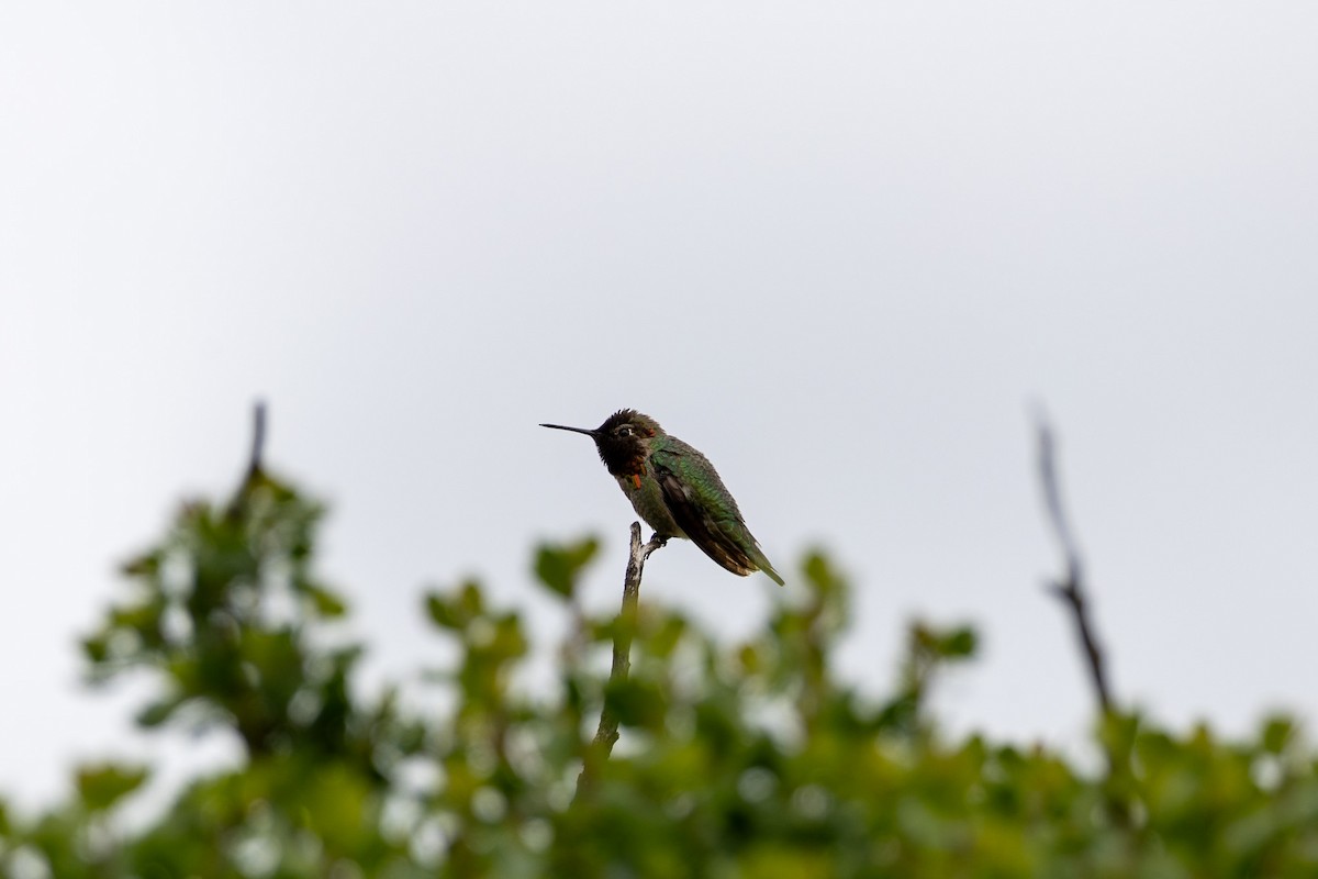 Anna's Hummingbird - ML619845344