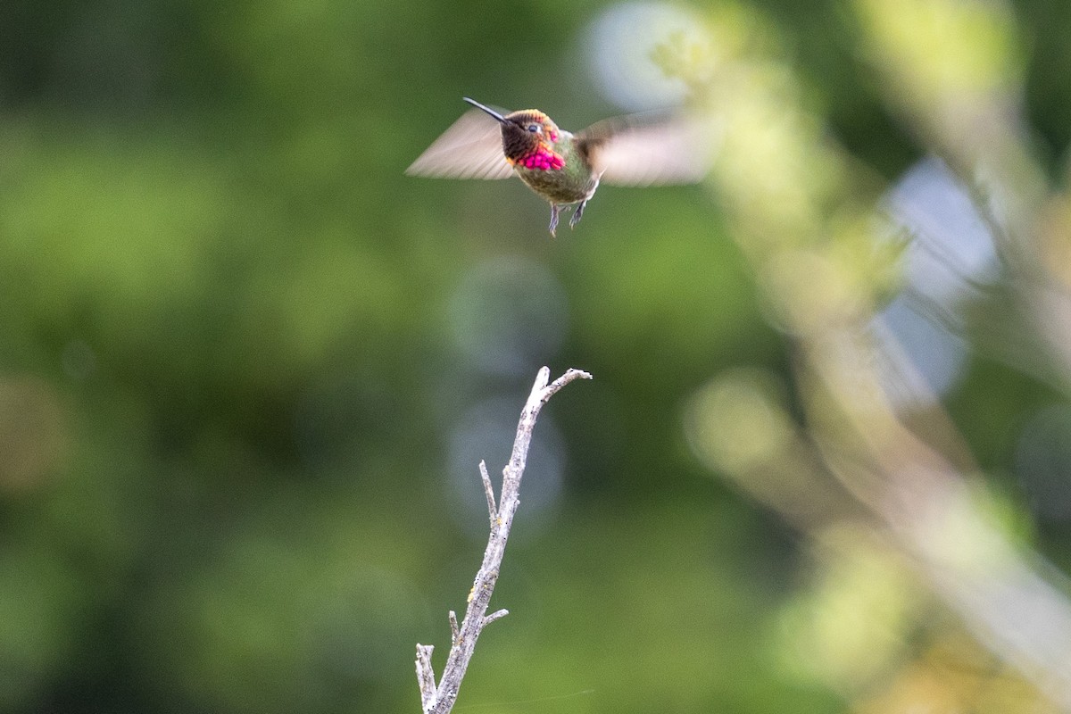 Anna's Hummingbird - ML619845346
