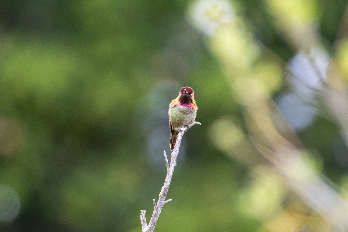 Anna's Hummingbird - ML619845347