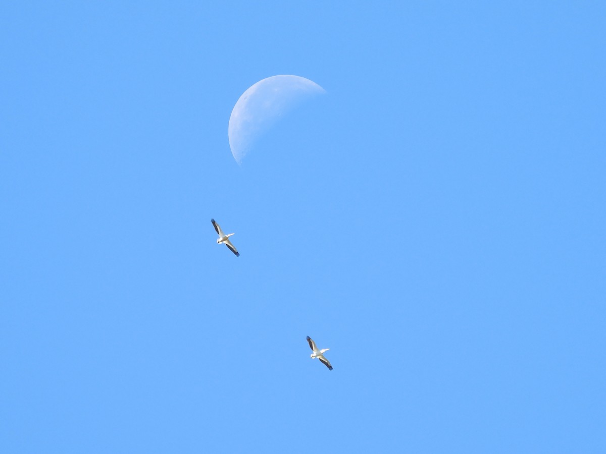 American White Pelican - ML619845353