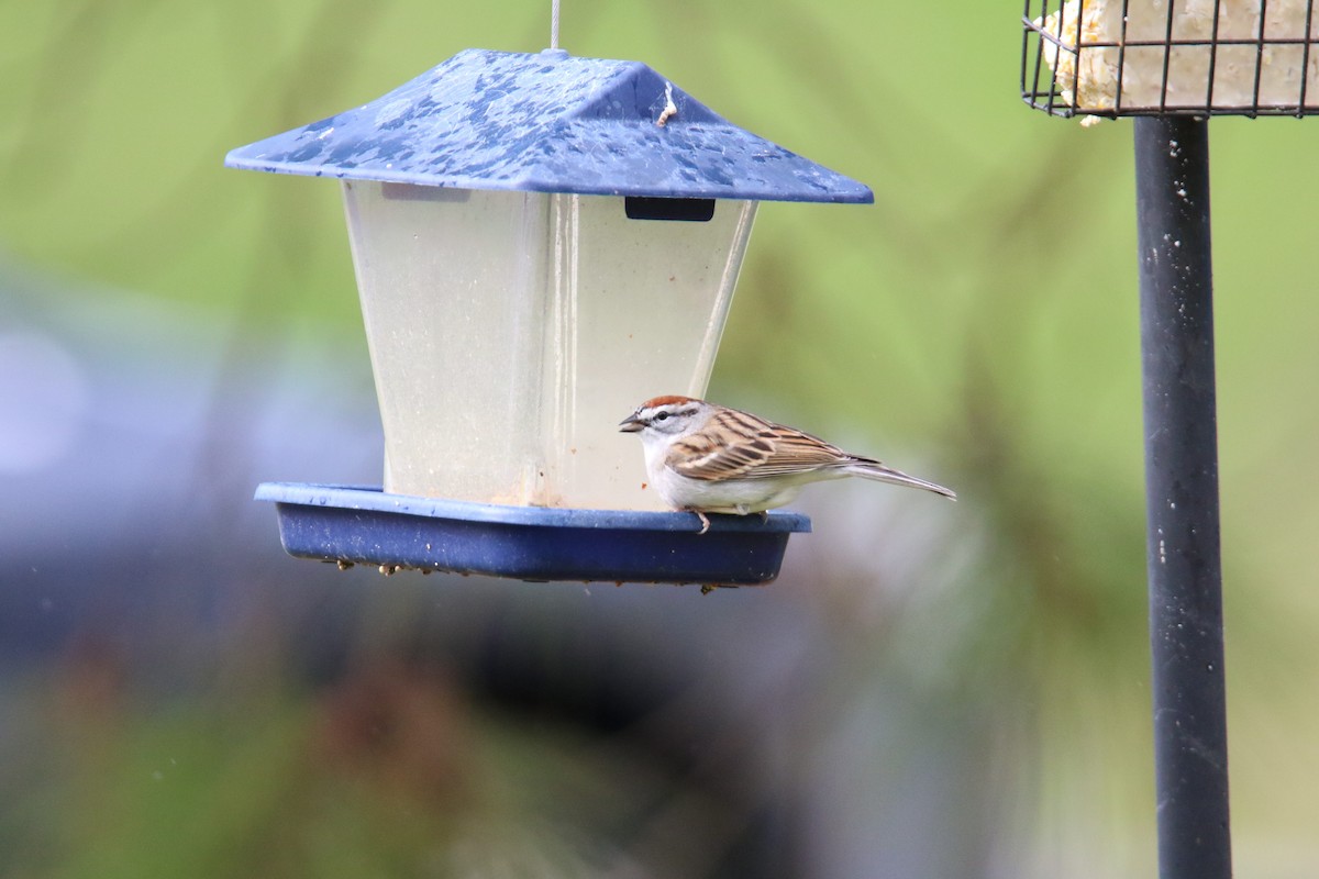 Chipping Sparrow - ML619845384