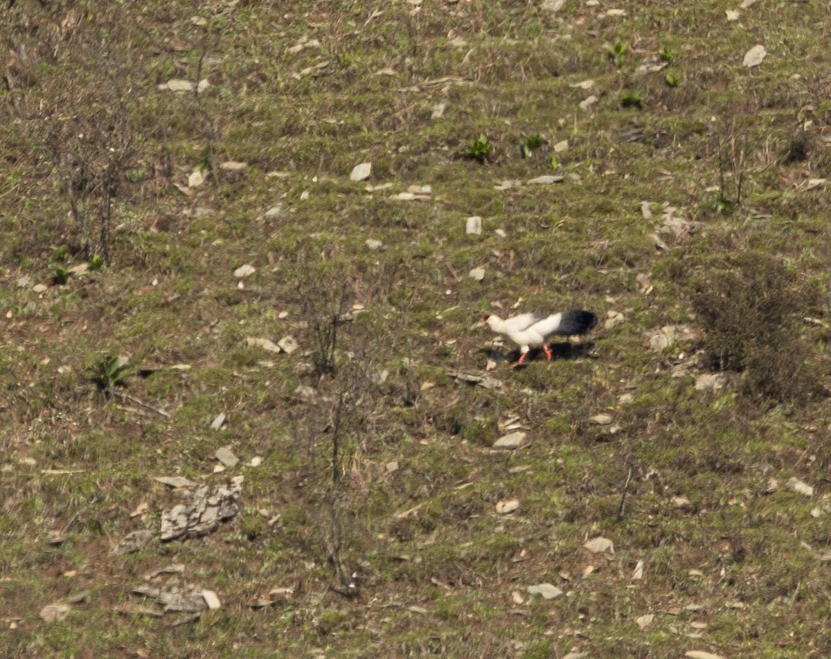 Белый ушастый фазан - ML619845391