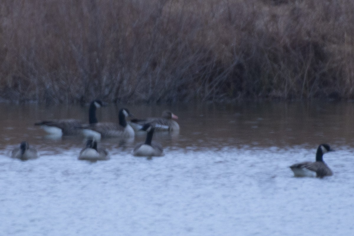 Greater White-fronted Goose - ML619845400