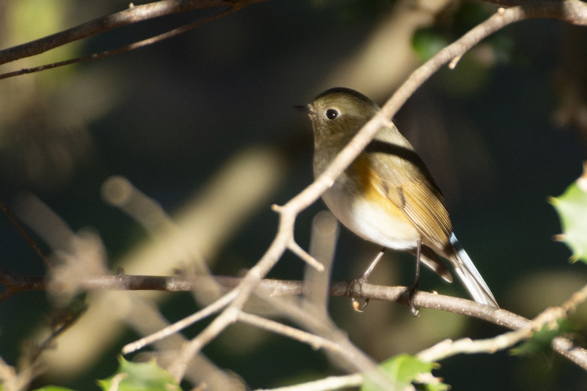Red-flanked Bluetail - ML619845415