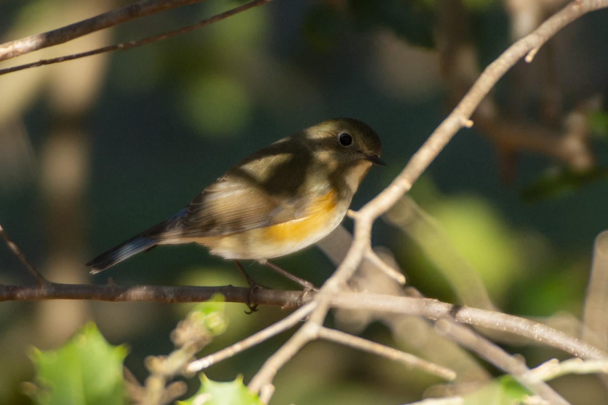 Red-flanked Bluetail - ML619845419
