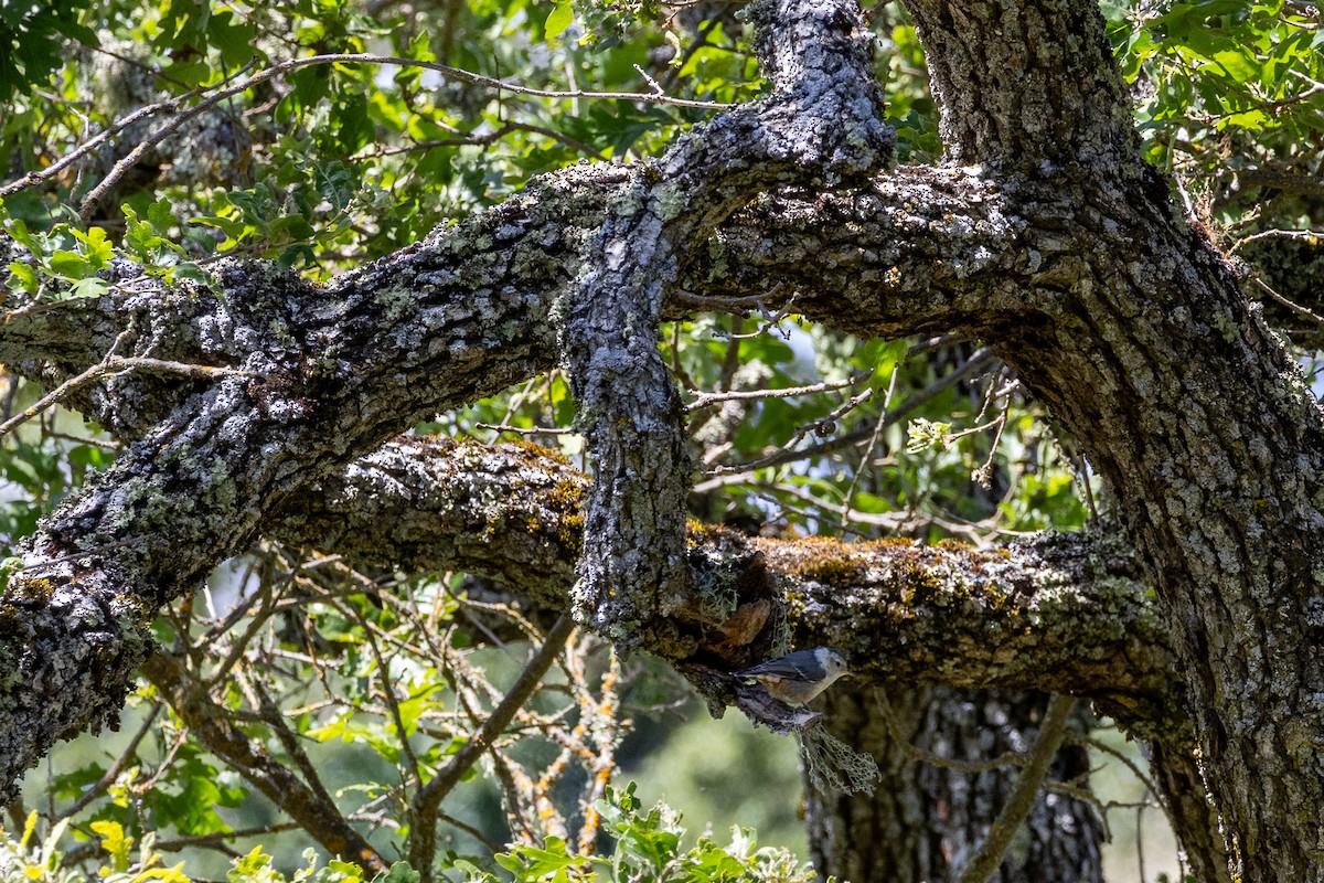 White-breasted Nuthatch - ML619845420