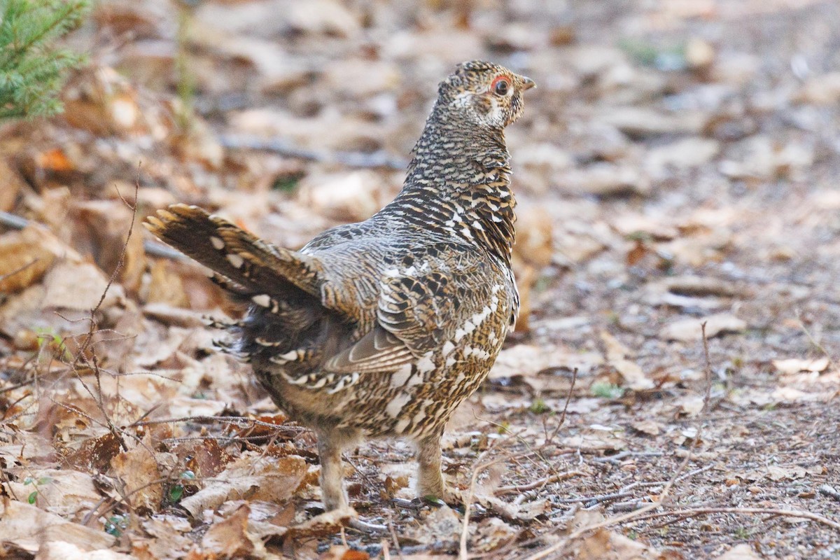 Spruce Grouse - ML619845429