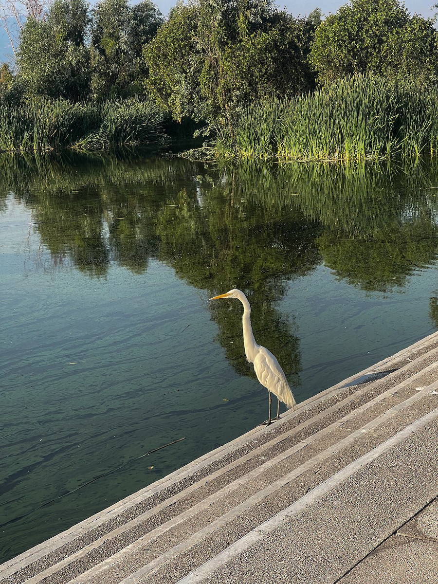 Great Egret - ML619845444