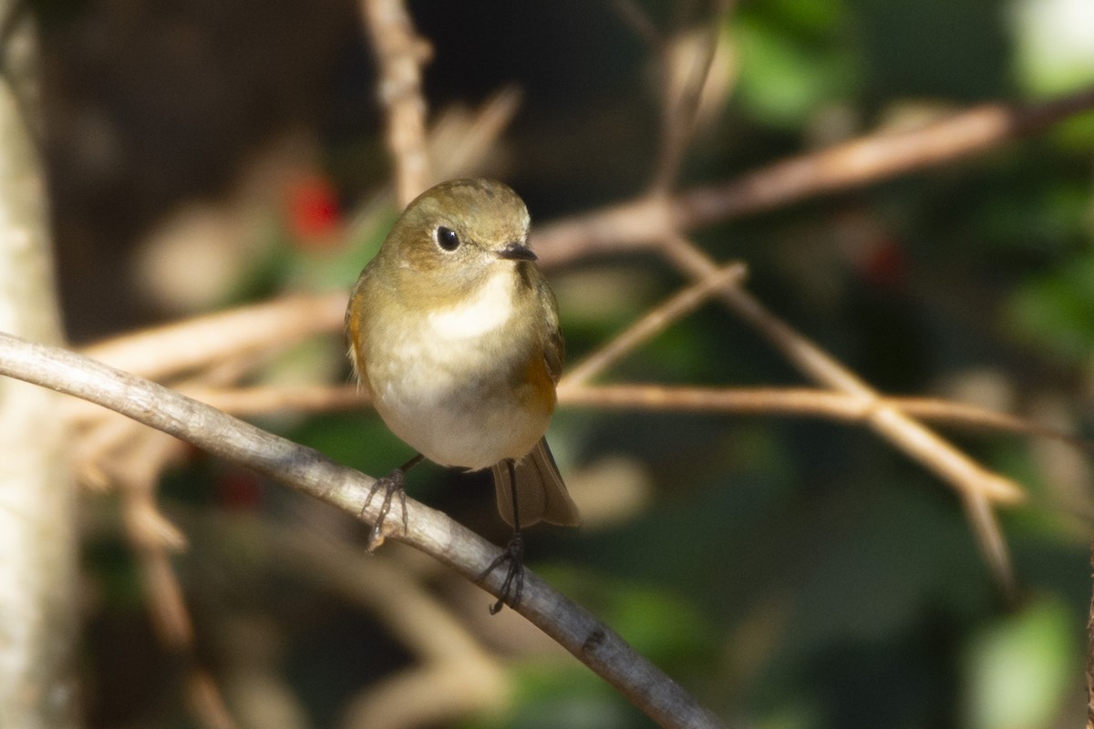 Red-flanked Bluetail - ML619845452