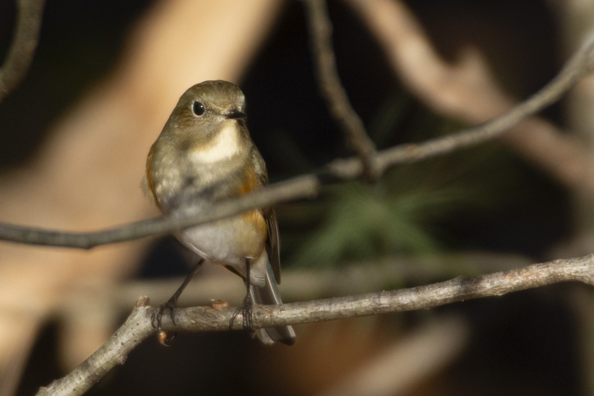 Red-flanked Bluetail - ML619845453