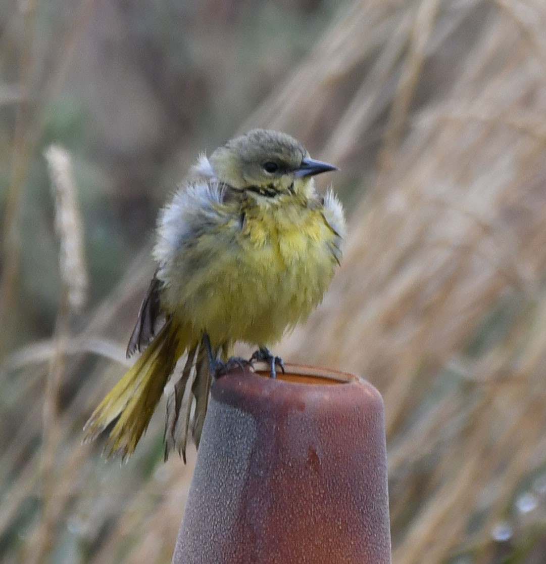 Orchard Oriole - ML619845483