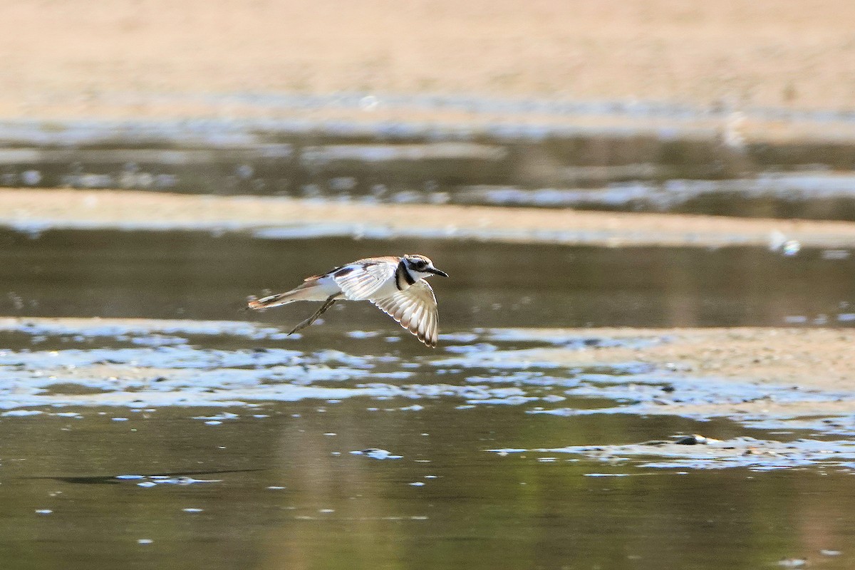 Killdeer - Diana Spangler