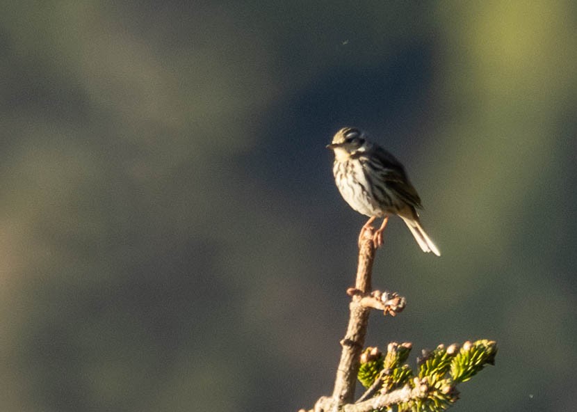 Olive-backed Pipit - ML619845553