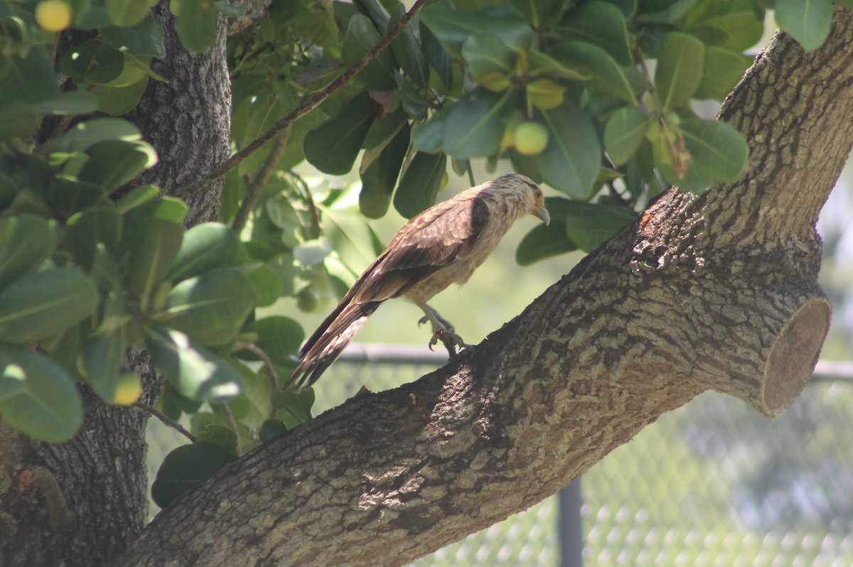 Yellow-headed Caracara - Anna Nesterovich