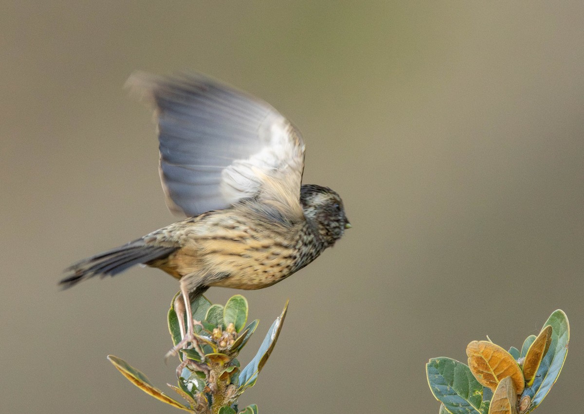 Sharpe's Rosefinch - ML619845593